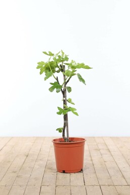 Feigenbaum Ficus Carica Gestäbt 40-60 Topf