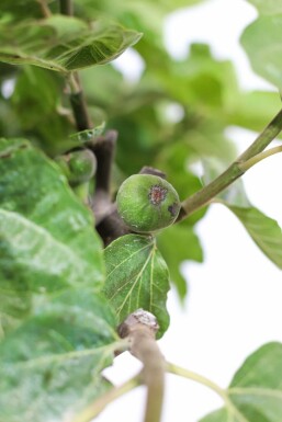 Feigenbaum Ficus Carica Gestäbt 40-60 Topf