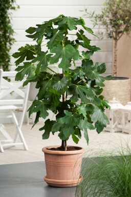 Feigenbaum Ficus Carica Gestäbt 40-60 Topf Feigenbaum / Ficus Carica Stock 40-60 cm