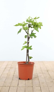 Feigenbaum Ficus Carica Gestäbt 60-80 Topf Feigenbaum / Ficus Carica Stock 60-80 cm