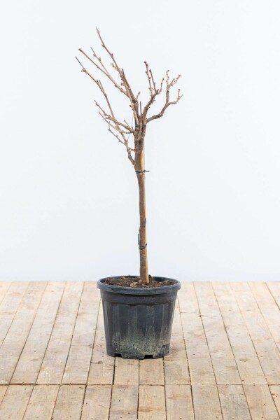 Chinesischer Blauregen Wisteria Sinensis Auf Stamm 80-100 Topf Chinesischer blauregen / Wisteria Sinensis auf Stamm 80-100 cm