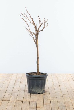 Chinesischer Blauregen Wisteria Sinensis Auf Stamm 80-100 Topf Chinesischer blauregen / Wisteria Sinensis auf Stamm 80-100 cm