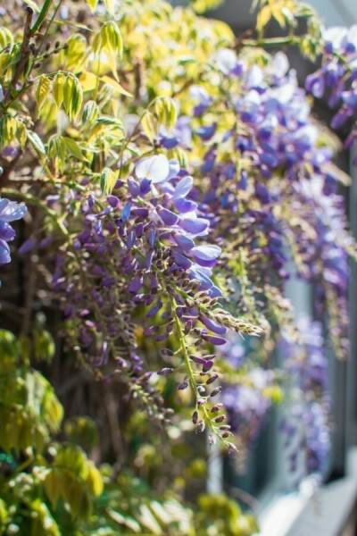 Chinesischer blauregen / Wisteria Sinensis Stock 120-140 cm