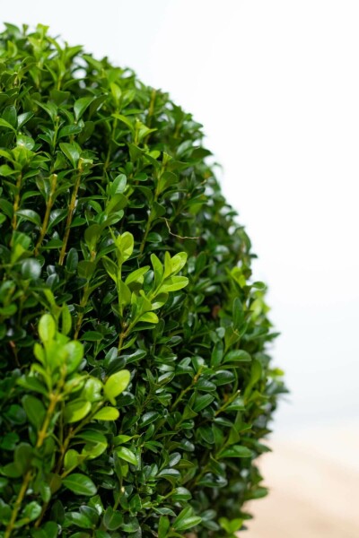 Buchsbaum Buxus Sempervirens Kugel 20-30 Ballen Buchsbäume / Buchsbaum Kugel 20-30 cm