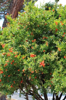 Granatapfelbaum / Punica Granatum auf Stamm 125-150 cm