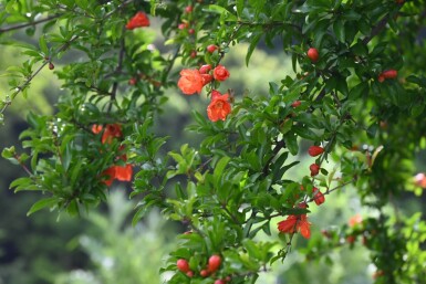 Granatapfelbaum / Punica Granatum auf Stamm 125-150 cm