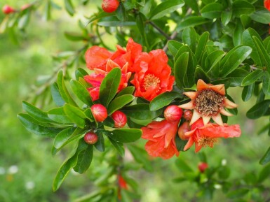 Granatapfelbaum / Punica Granatum auf Stamm 125-150 cm