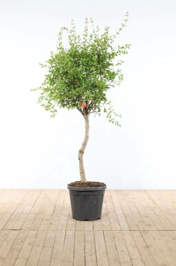 Granatapfelbaum Punica Granatum Auf Stamm 15-20 150-175 Topf