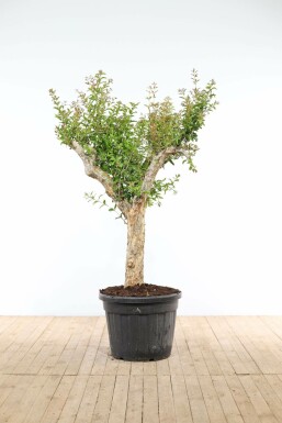 Granatapfelbaum Punica Granatum Auf Stamm 20-30 175-200 Topf Granatapfelbaum / Punica Granatum auf Stamm 175-200 cm