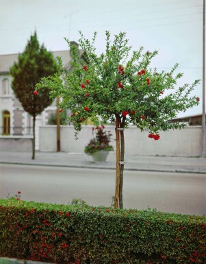 Granatapfelbaum Punica Granatum Auf Stamm 20-30 175-200 Topf Granatapfelbaum / Punica Granatum auf Stamm 175-200 cm