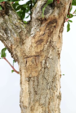 Granatapfelbaum / Punica Granatum auf Stamm 175-200 cm