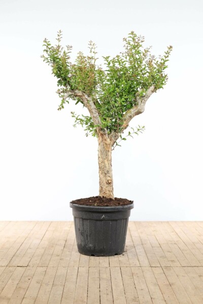 Granatapfelbaum Punica Granatum Auf Stamm 30-40 175-200 Topf Granatapfelbaum / Punica Granatum auf Stamm 175-200 cm