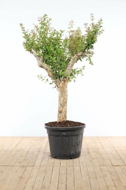 Granatapfelbaum Punica Granatum Auf Stamm 40-50 200-225 Topf Granatapfelbaum / Punica Granatum auf Stamm 200-225 cm