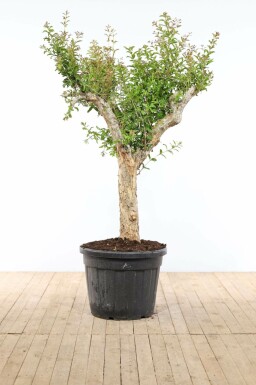 Granatapfelbaum Punica Granatum Auf Stamm 50-60 225-250 Topf Granatapfelbaum / Punica Granatum auf Stamm 225-250 cm