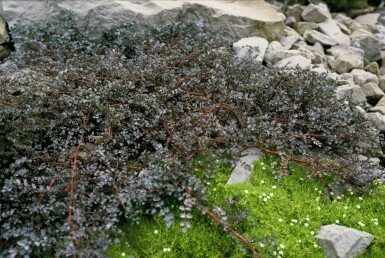 Blaues Stachelnüsschen Acaena 'Blue Haze' 5-10 Topf 9x9 cm (P9)