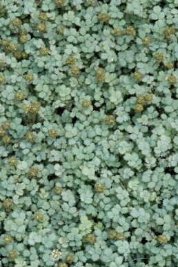 Blaugrünes Stachelnüsschen Acaena buchananii 5-10 Topf 9x9 cm (P9)