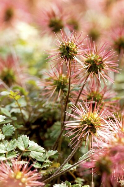 Magellan-Stachelnüsschen Acaena magellanica 5-10 Topf 9x9 cm (P9) Acaena magellanica