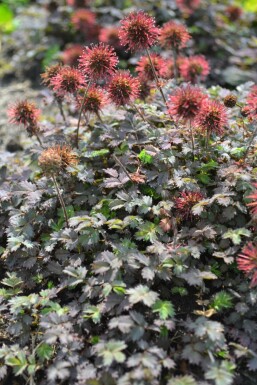 Braunrotes Stachelnüsschen Acaena microphylla 'Kupferteppich' 5-10 Topf 9x9 cm (P9) Acaena microphylla 'Kupferteppich'