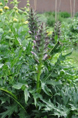 Stacheliger Bärenklau Acanthus spinosus 5-10 Topf 9x9 cm (P9) Acanthus spinosus