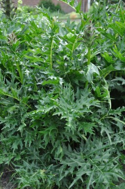 Stacheliger Bärenklau Acanthus spinosus 5-10 Topf 9x9 cm (P9)