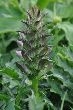 Stacheliger Bärenklau Acanthus spinosus 5-10 Topf 9x9 cm (P9)