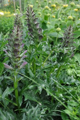 Stacheliger Bärenklau Acanthus spinosus 5-10 Topf 9x9 cm (P9)