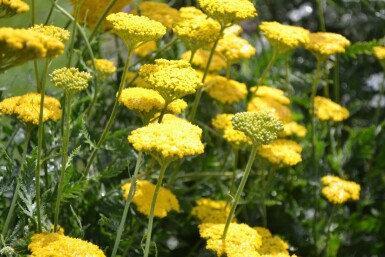 Schafgarbe Achillea filipendulina 'Cloth of Gold' 5-10 Topf 9x9 cm (P9) Achillea filipendulina 'Cloth of Gold'