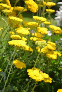 Schafgarbe Achillea filipendulina 'Cloth of Gold' 5-10 Topf 9x9 cm (P9) Achillea filipendulina 'Cloth of Gold'