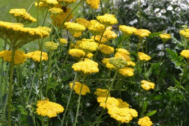 Schafgarbe Achillea filipendulina 'Cloth of Gold' 5-10 Topf 9x9 cm (P9) Achillea filipendulina 'Cloth of Gold'