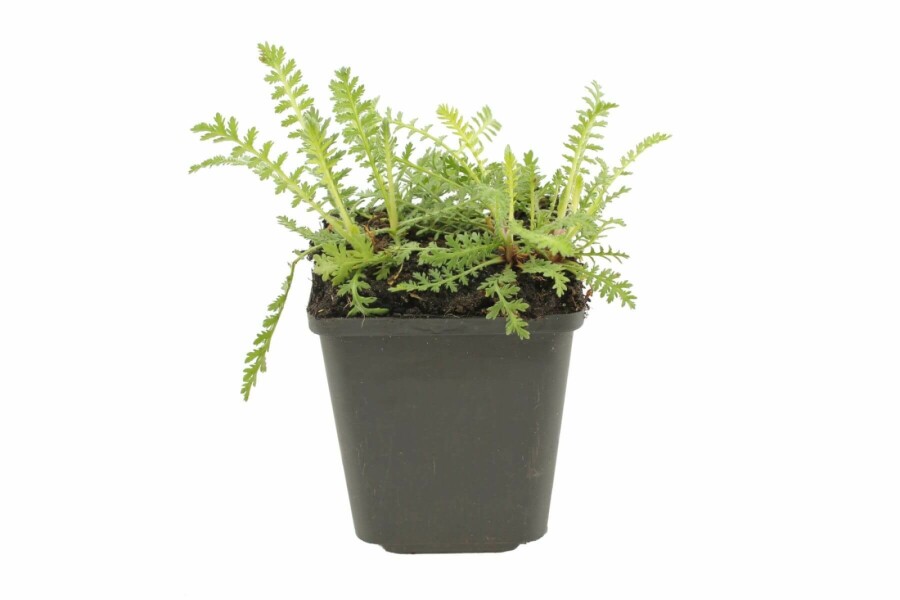 Schafgarbe Achillea filipendulina 'Cloth of Gold' 5-10 Topf 9x9 cm (P9) Achillea filipendulina 'Cloth of Gold'