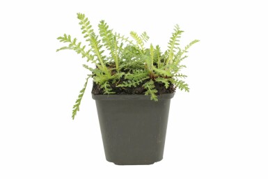 Schafgarbe Achillea filipendulina 'Cloth of Gold' 5-10 Topf 9x9 cm (P9) Achillea filipendulina 'Cloth of Gold'