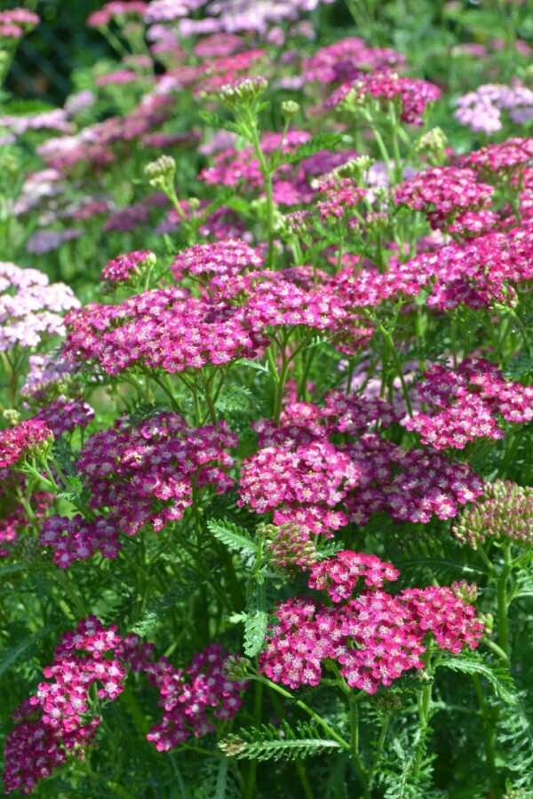 Schafgarbe Achillea millefolium 'Cerise Queen' 10-15 Topf 2 ltr. (C2) Achillea millefolium 'Cerise Queen'