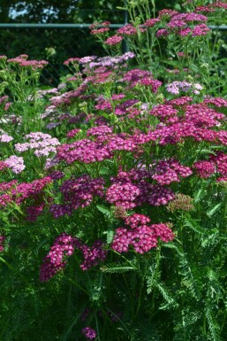 Schafgarbe Achillea millefolium 'Cerise Queen' 10-15 Topf 2 ltr. (C2) Achillea millefolium 'Cerise Queen'