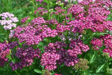 Schafgarbe Achillea millefolium 'Cerise Queen' 5-10 Topf 9x9 cm (P9) Achillea millefolium 'Cerise Queen'