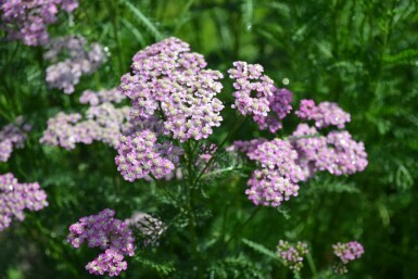 Schafgarbe Achillea millefolium 'Cerise Queen' 5-10 Topf 9x9 cm (P9) Achillea millefolium 'Cerise Queen'