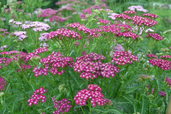 Schafgarbe Achillea millefolium 'Cerise Queen' 5-10 Topf 9x9 cm (P9) Achillea millefolium 'Cerise Queen'
