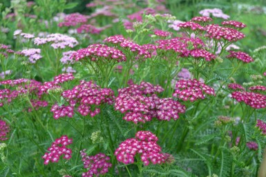 Schafgarbe Achillea millefolium 'Cerise Queen' 5-10 Topf 9x9 cm (P9) Achillea millefolium 'Cerise Queen'