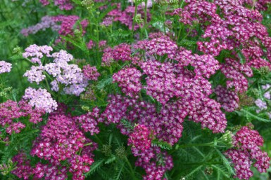 Schafgarbe Achillea millefolium 'Cerise Queen' 5-10 Topf 9x9 cm (P9) Achillea millefolium 'Cerise Queen'