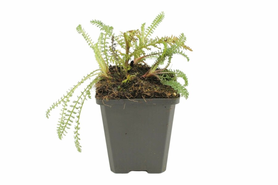 Garten-Schafgarbe Achillea millefolium 'Red Velvet' 5-10 Topf 9x9 cm (P9) Achillea millefolium 'Red Velvet'