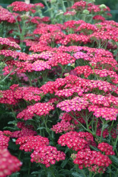 Garten-Schafgarbe Achillea millefolium 'Red Velvet' 5-10 Topf 9x9 cm (P9) Achillea millefolium 'Red Velvet'