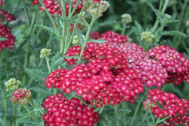 Garten-Schafgarbe Achillea millefolium 'Red Velvet' 5-10 Topf 9x9 cm (P9) Achillea millefolium 'Red Velvet'