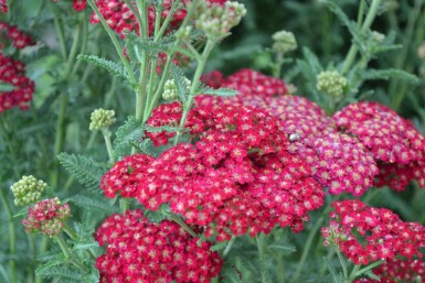 Garten-Schafgarbe Achillea millefolium 'Red Velvet' 5-10 Topf 9x9 cm (P9)