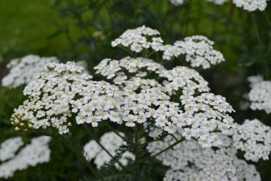 Schafgarbe Achillea millefolium 'Schneetaler' 5-10 Topf 9x9 cm (P9)