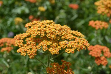 Schafgarbe Achillea millefolium 'Terracotta' 10-15 Topf 2 ltr. (C2) Achillea millefolium 'Terracotta'
