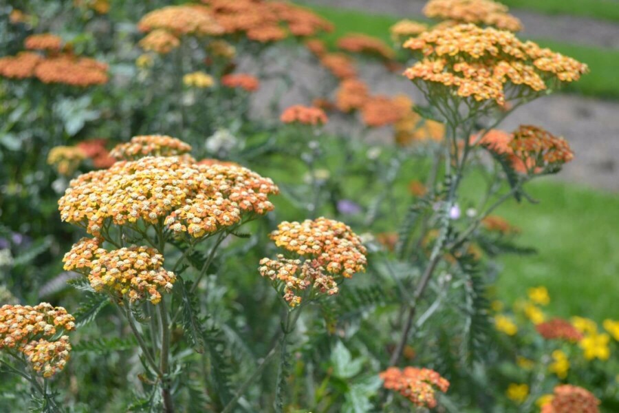 Schafgarbe Achillea millefolium 'Terracotta' 5-10 Topf 9x9 cm (P9) Achillea millefolium 'Terracotta'