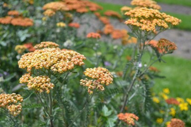 Schafgarbe Achillea millefolium 'Terracotta' 5-10 Topf 9x9 cm (P9) Achillea millefolium 'Terracotta'