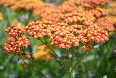 Schafgarbe Achillea millefolium 'Walther Funcke' 5-10 Topf 9x9 cm (P9) Achillea millefolium 'Walther Funcke'