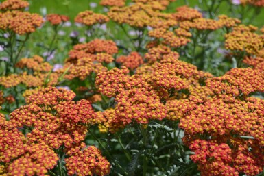 Schafgarbe Achillea millefolium 'Walther Funcke' 5-10 Topf 9x9 cm (P9) Achillea millefolium 'Walther Funcke'