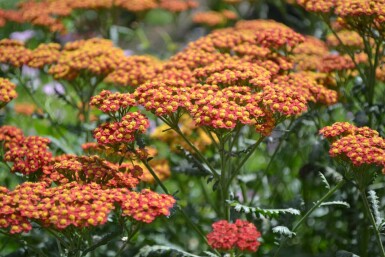 Schafgarbe Achillea millefolium 'Walther Funcke' 5-10 Topf 9x9 cm (P9) Achillea millefolium 'Walther Funcke'