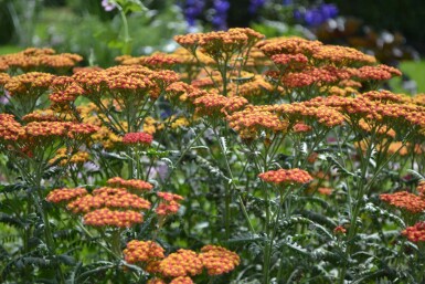 Schafgarbe Achillea millefolium 'Walther Funcke' 5-10 Topf 9x9 cm (P9) Achillea millefolium 'Walther Funcke'